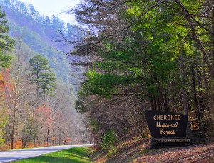 Cherokee National Forest