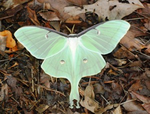 Luna-Butterfly