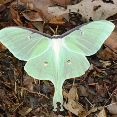 Butterflies