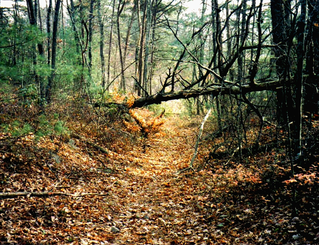 Unicoi Turnpike Trail