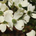 dogwood trees