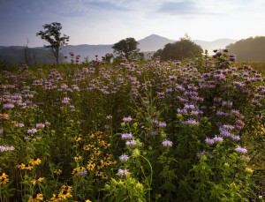 summer-wildflowers-great-smoky-mountains-tennessee