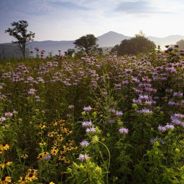 Native Blooms