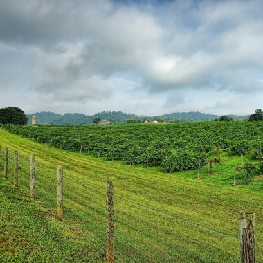 Tsali Notch Vineyard